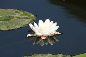 white Water Lily Mirroring on Pond