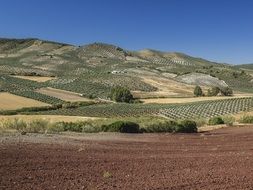 distant view of olive trees among a picturesque landscape