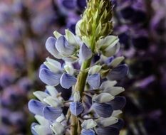 lupine is a summer flower