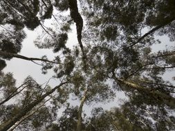 Eucaliptus Forest bottom view