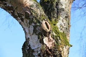 birch trunk close-up