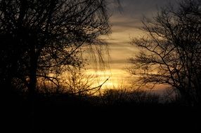 dark trees and bushes against a golden sky