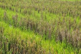 Paddy Field Green