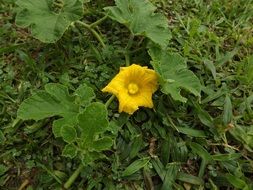 yellow flower on a background of green grass