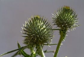 Thistle Weed Prickly close-up