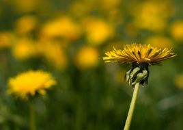 many yellow dandelions in the meadow