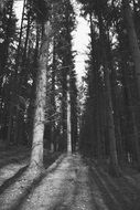 coniferous forest black and white background