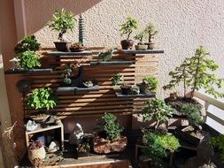 Bonsai Japanese Garden sunny scene