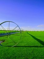 green farm field