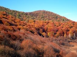 landscape of mountain with autumn trees