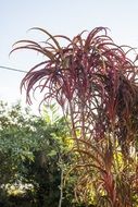Plant Tropical Landscape Nature
