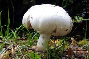 Agaricus Mushroom