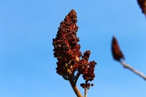 Red plant on a branches