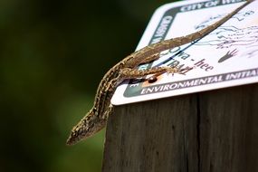 lizard is crawling on a multi-colored card