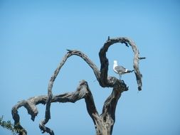 sitting seagull on a tree branch