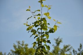 Growth Green Leaves