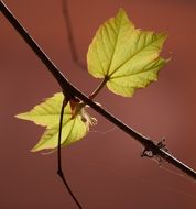 unique Leaf