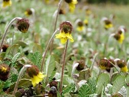 yellow Mountain Wildflowers