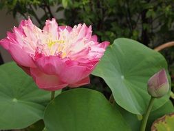 Beautiful blossoming lotus flowers