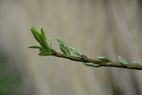 Branch blossoms in spring