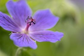 Geranium Perennial Plants