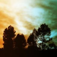 Picture of trees at the background of the colorful sky