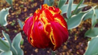 colorful tulip in drops of water close-up