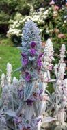 most beautiful Lambs Ear Plant
