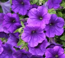 Beautiful purple flowers in the summer