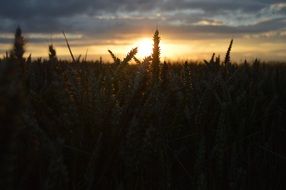 dark silhouettes of field grass against a bright sun