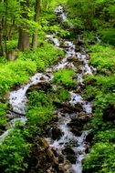 Beautiful and colorful water flow among the plants on the mountains