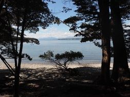 Trees on the coast
