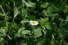 tender daisy meadow
