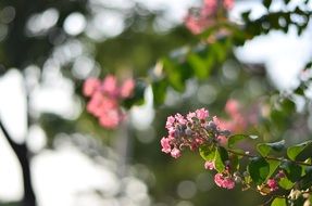 picturesque and pretty pink Flowers