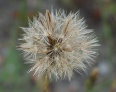 Close-up of the beautiful dandelion flower with white seeds