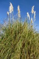 Bush and blue sky