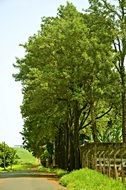green trees along the asphalt road in Brazil