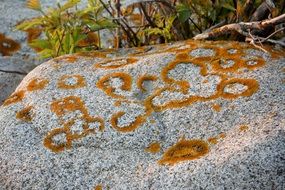 brown moss on a stone close-up
