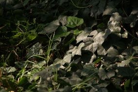 dark green plants nature leaves