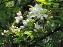 blooming green apple tree close-up