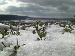 Close up photo of plans in a snow