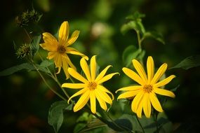 macro photo of three yellow flowers