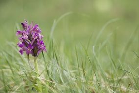 Close-up of the beautiful violet and pink flowers among the green grass on Alps