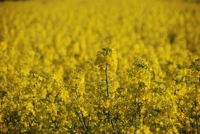 Plant Rapeseed Yellow Field view