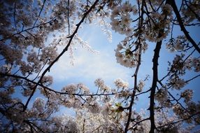 stunning Cherry Blossom