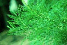 bright green fern close up