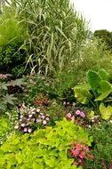 green plants in the flowerbed in the garden