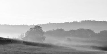 Black and white photo of morning haze over picturesque nature with beautiful plants