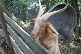 Domestic Goat on a farm