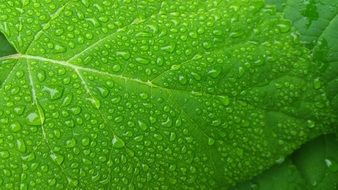 amazing Green Leaf Wet
